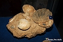 VBS_9545 - Museo Paleontologico - Asti